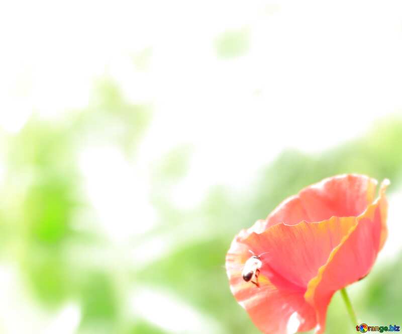 poppy  blur background №34276