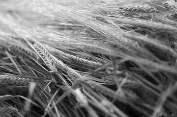 FX №35604 Wheat black white