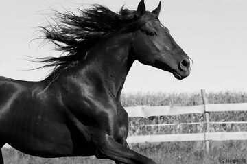 FX №35773  horse running gray