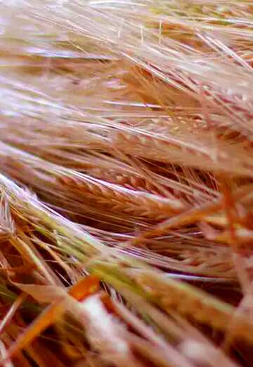 FX №35606 Wheat ear background