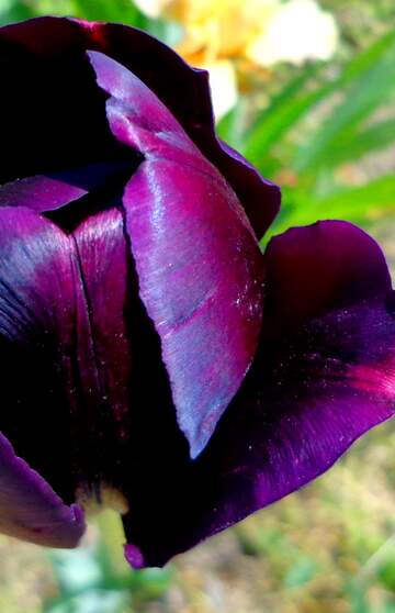 FX №35823 Dark purple Tulip fragment dark