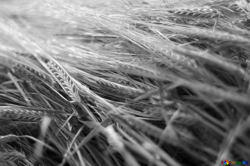 Wheat black white №36263