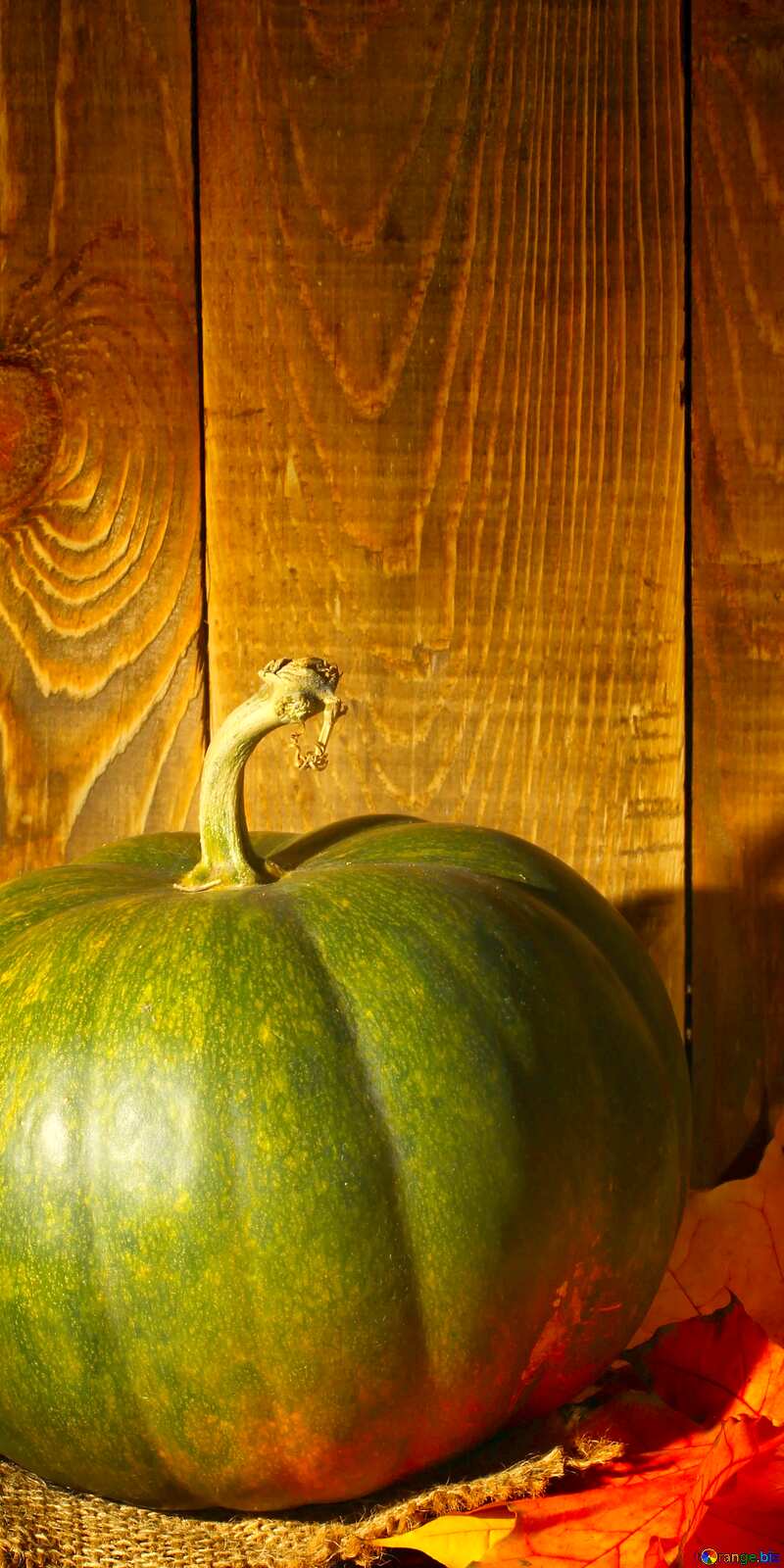 Pumpkin vertical background №35369
