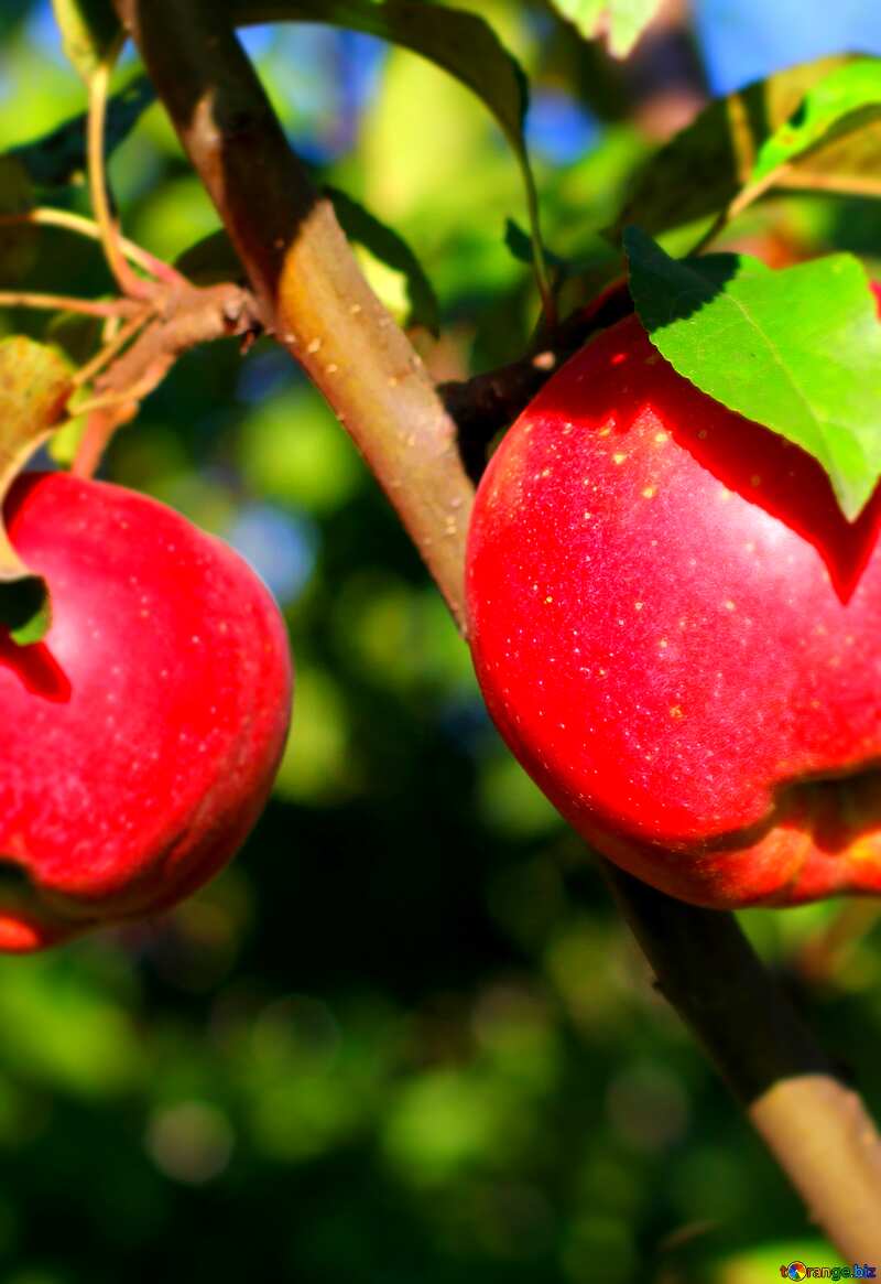 Rote Äpfeln am Baum №36962