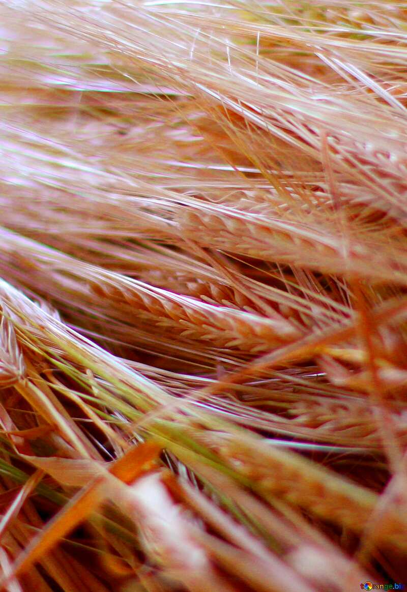 Wheat ear background №36263
