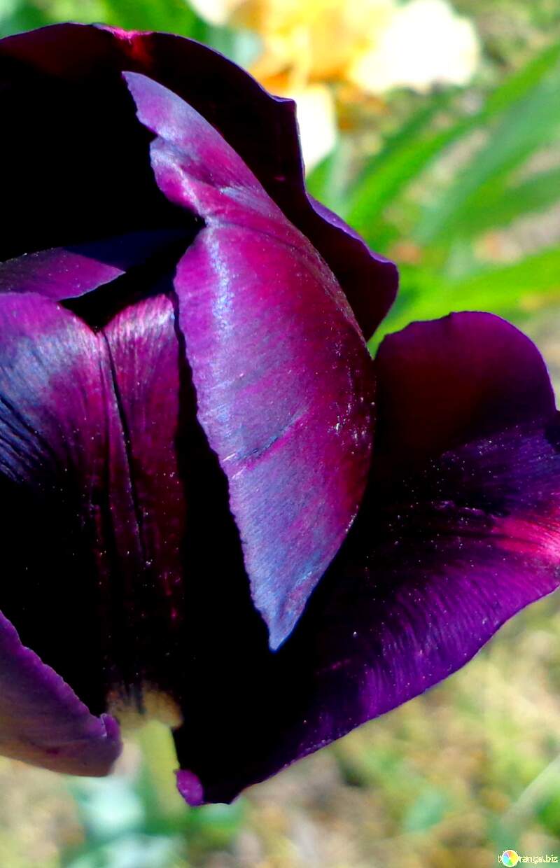 Dark purple Tulip fragment dark №36844