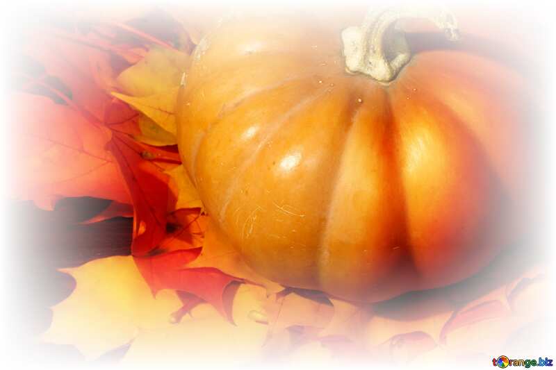 Pumpkin and leaves white frame №35395