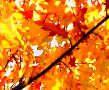 FX №36811 Beautiful autumn  Leaves on tree