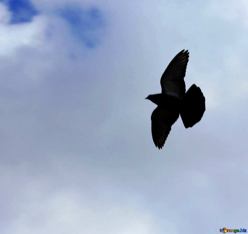 Flying dove in sky №37366