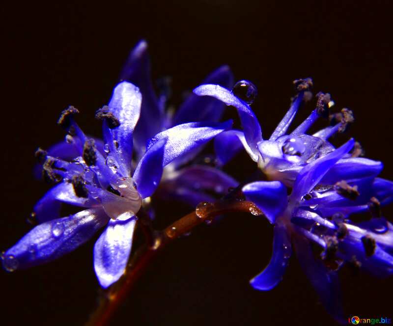 Dark background blue flower blur frame №38997