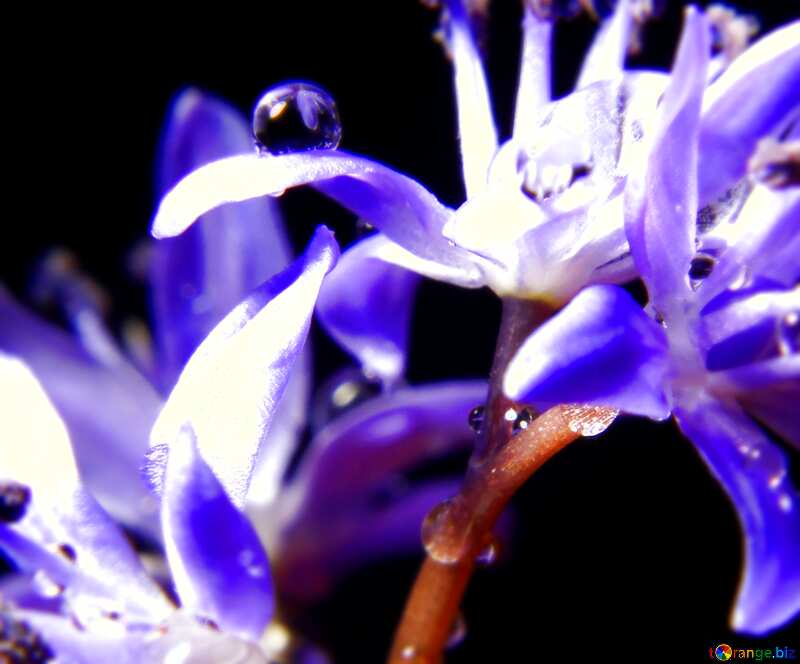 Macro flower blur frame №38996