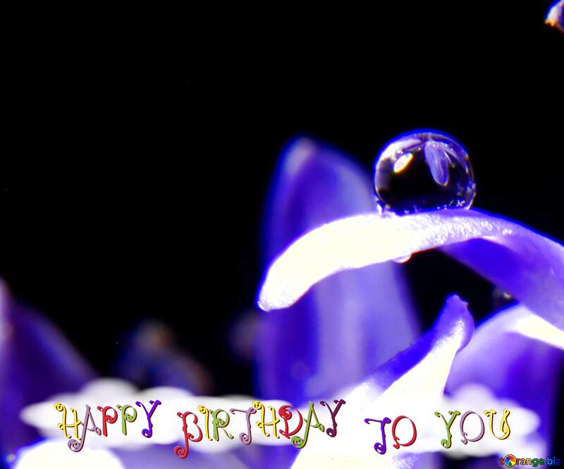 Macro flower with water drop happy birthday card №38996