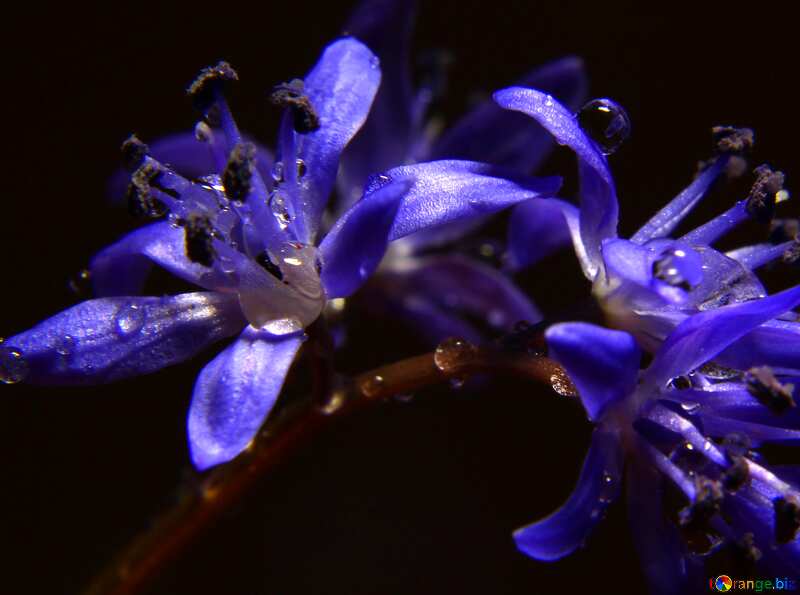 Dark background flower Blue №38997
