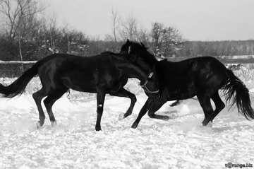 FX №37126 Horses play on the snow