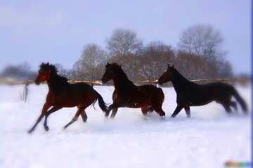 FX №37179 Horses running in the snow blur frame