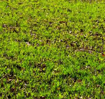 FX №37345 green grass