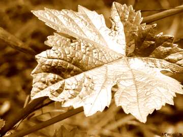 FX №37038 Grape leaf sepia