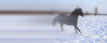 FX №37134  winter Horse background