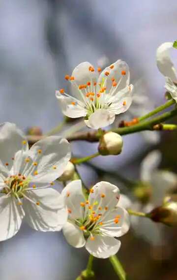 FX №37169 Flowers cherry tree fragment