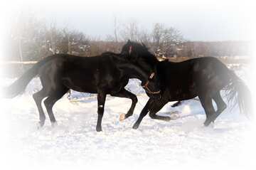 FX №37128 horses in the snow