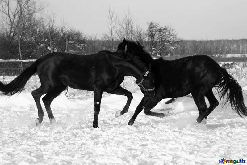 Horses play on the snow №3975