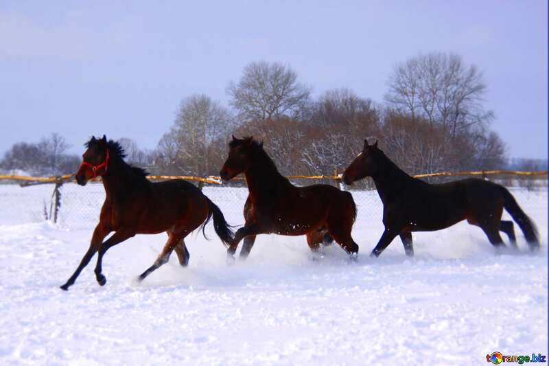Horses running in the snow blur frame №3980