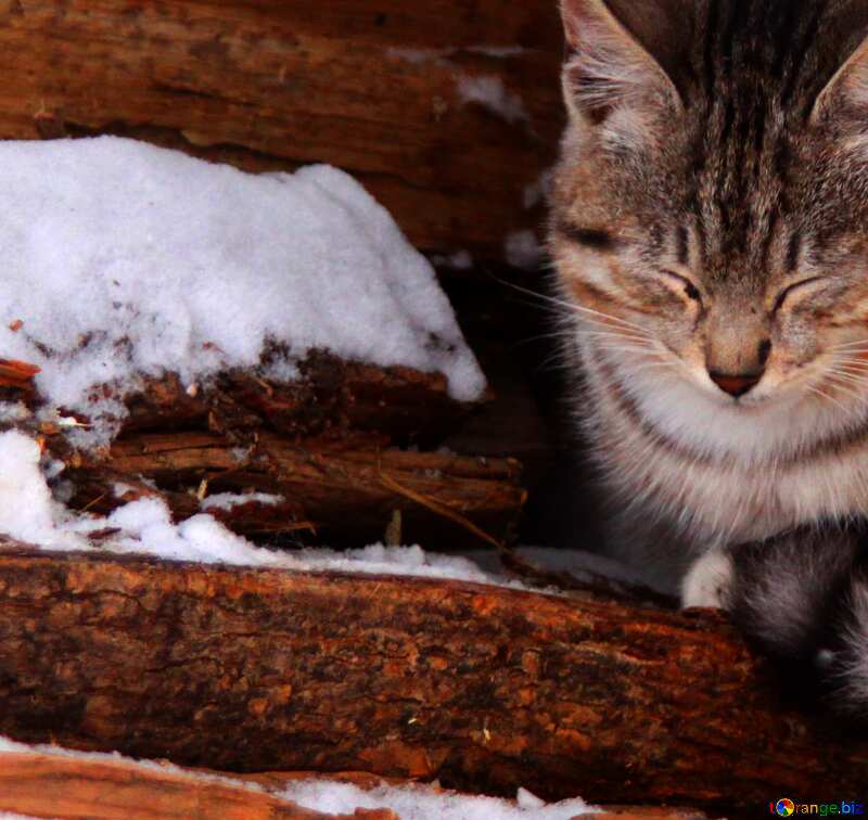 cat in snow №4001