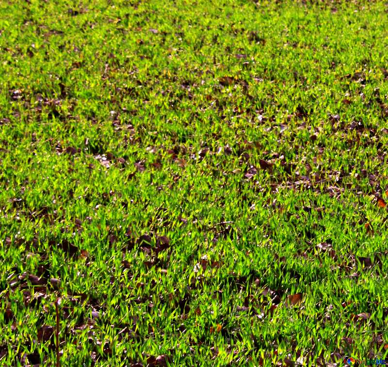 green grass №4029