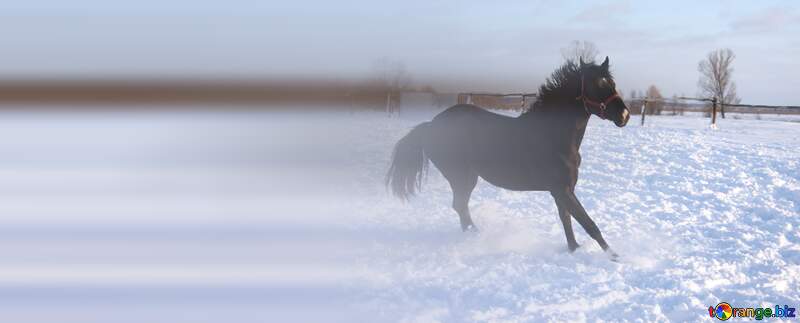  winter Horse background №3976