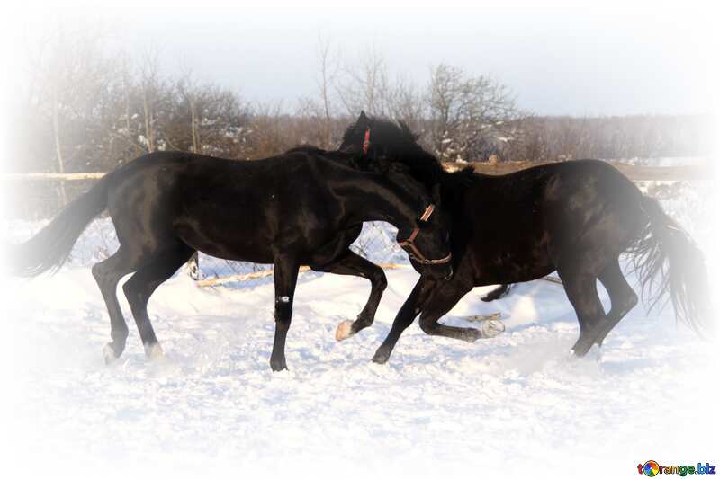 horses in the snow №3975