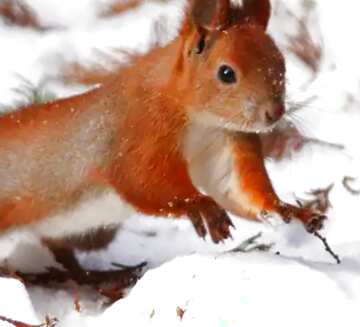 FX №38441 Squirrel jump snow