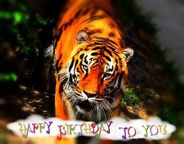 FX №39360 Tiger happy birthday card