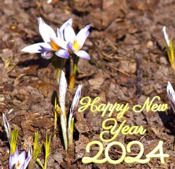 FX №39254 primroses flower happy new year 2024
