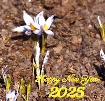 FX №39254 primroses flower happy new year 2025