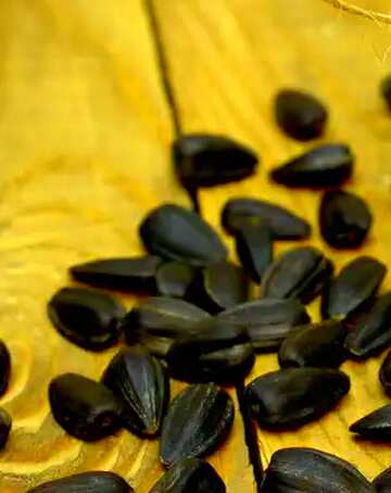 FX №39774 Sunflower seeds