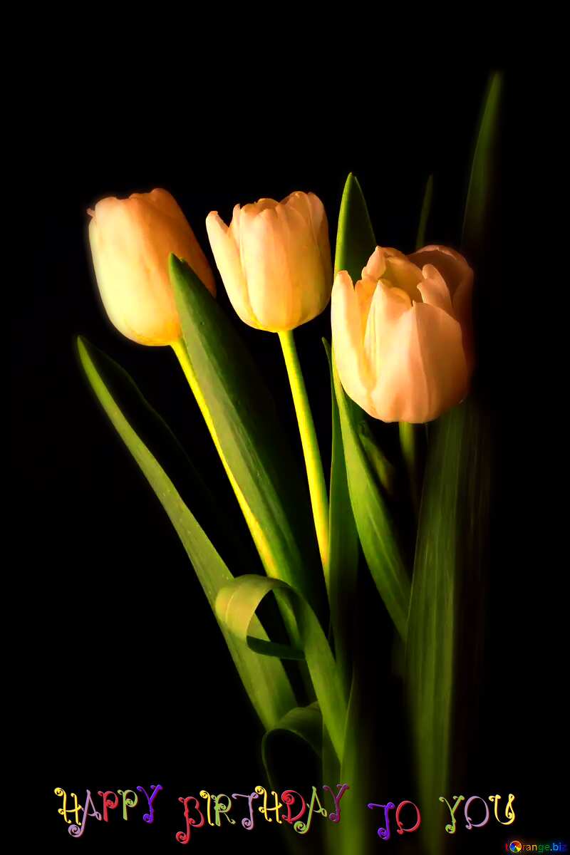 Tulips bouquet happy birthday №46268