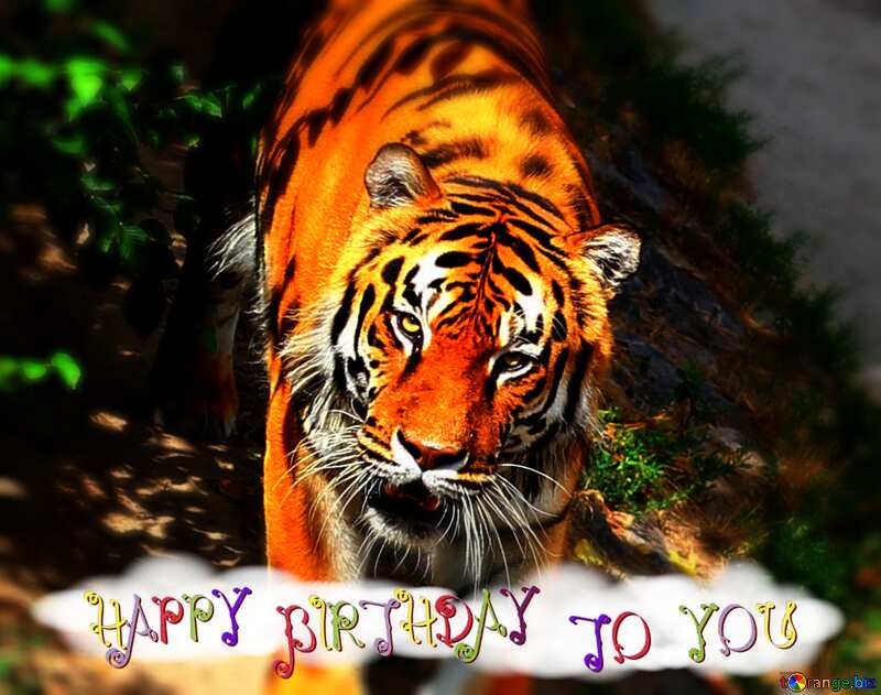Tiger happy birthday card №45613