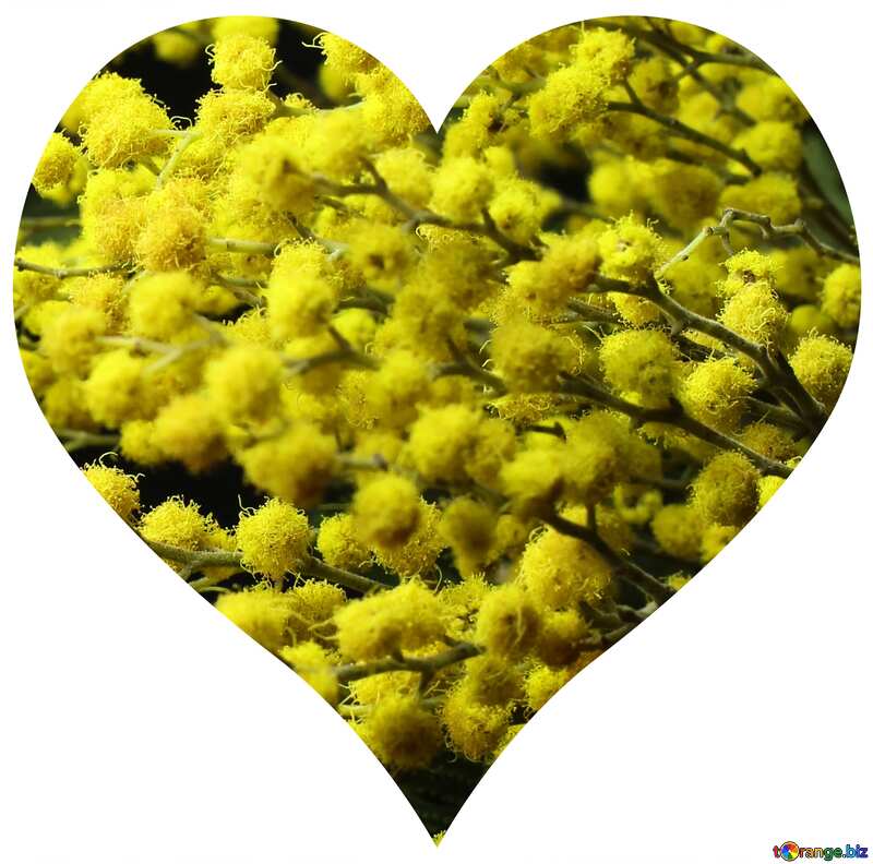 Flower mimosa branch love heart shaped №46294