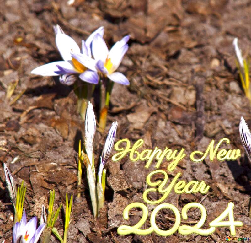 primroses flower happy new year 2024 №4502