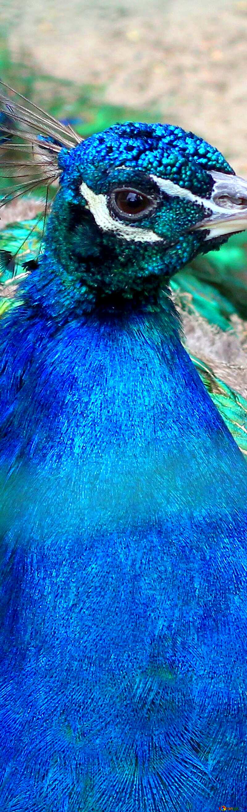 Bird peacock vertical background №46022
