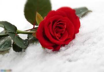 FX №4415 The best image. Red rose on the white snow.