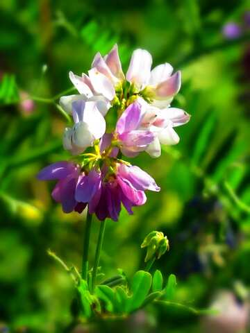 FX №4513 The best image. Wild pea.