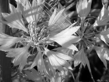 FX №4376 Flower cornflower black and white
