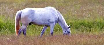 FX №4898 Cover. Horse grazing in the meadow.