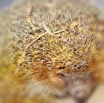 FX №4854 Image for profile picture  Hedgehog .
