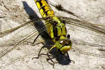 FX №4025 Image for profile picture Large dragonfly.