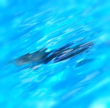 FX №4009 Image for profile picture Shadow in the water.