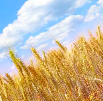 FX №4732 Image for profile picture Wheat field.