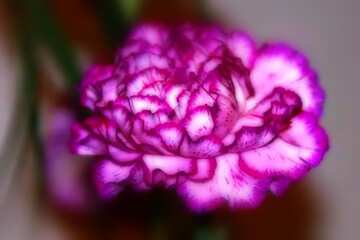 FX №4447 Carnation flower blurring macro