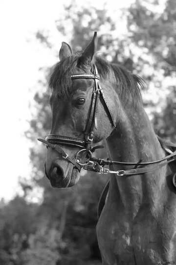 FX №4900 Monochrome. Beautiful horse portrait.